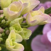 Ausbildungsgruppe I Schamanismus der neuen Zeit Pellworm 2024 23.jpg