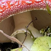 Nenzinger Himmel 2024 9.jpg